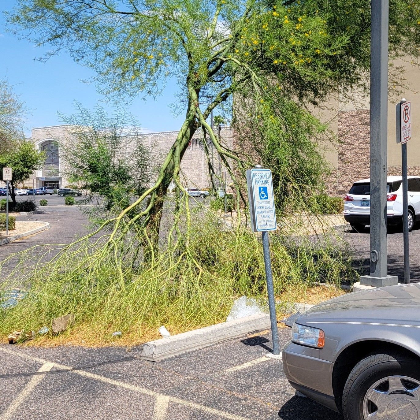 A car is parked in a parking lot next to a fallen tree.