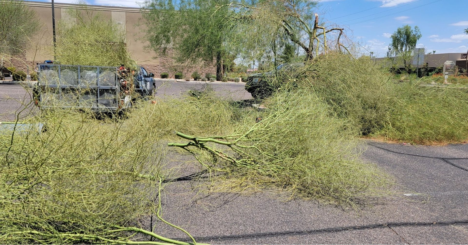 A bunch of branches are laying on the ground in a parking lot.
