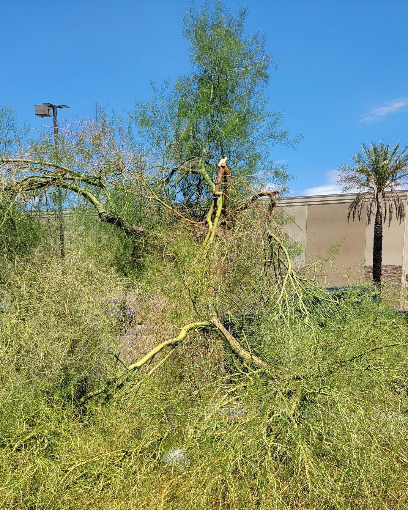 A man is standing on top of a tree in a field.