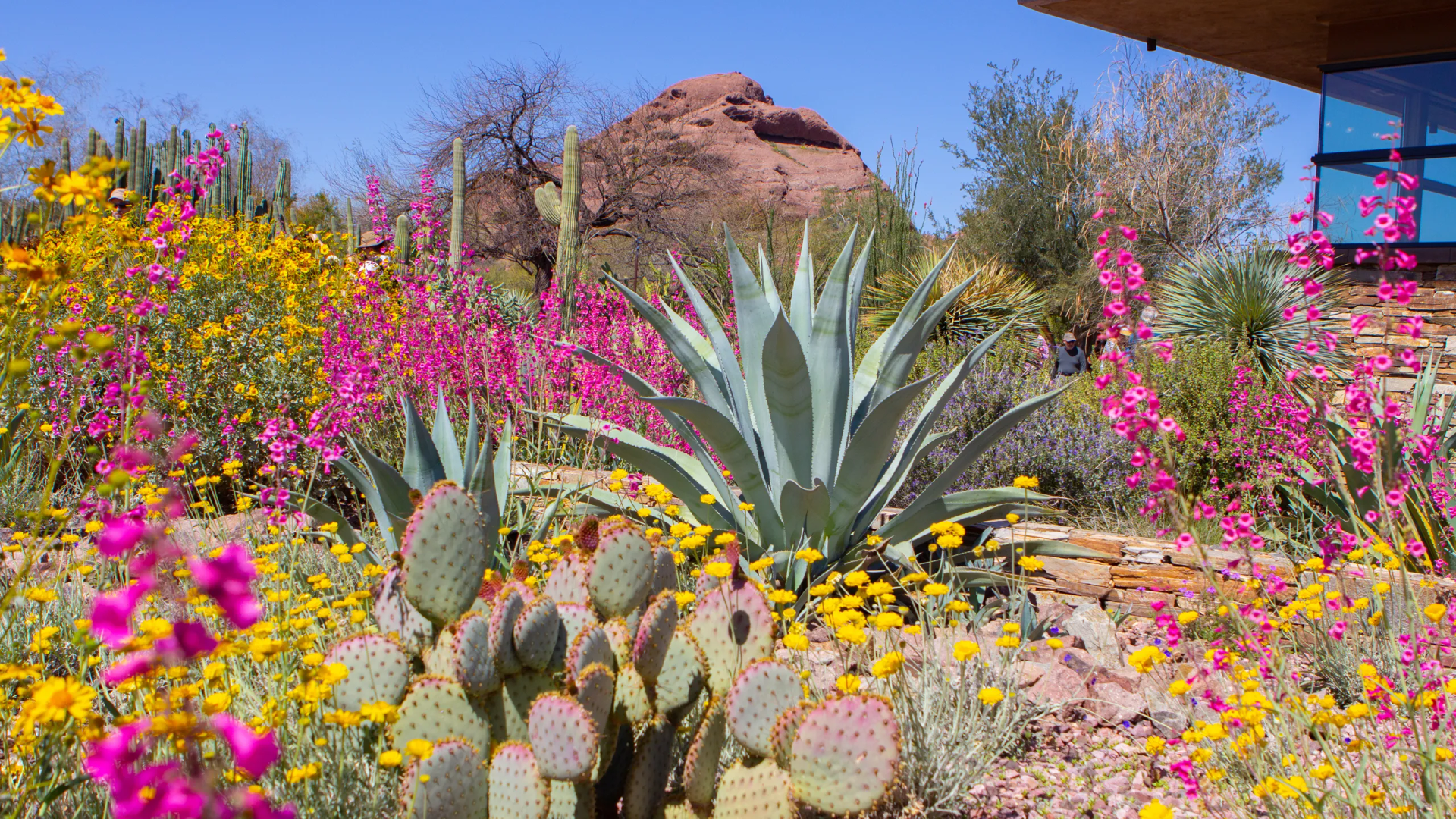 A garden filled with lots of flowers and cactus.