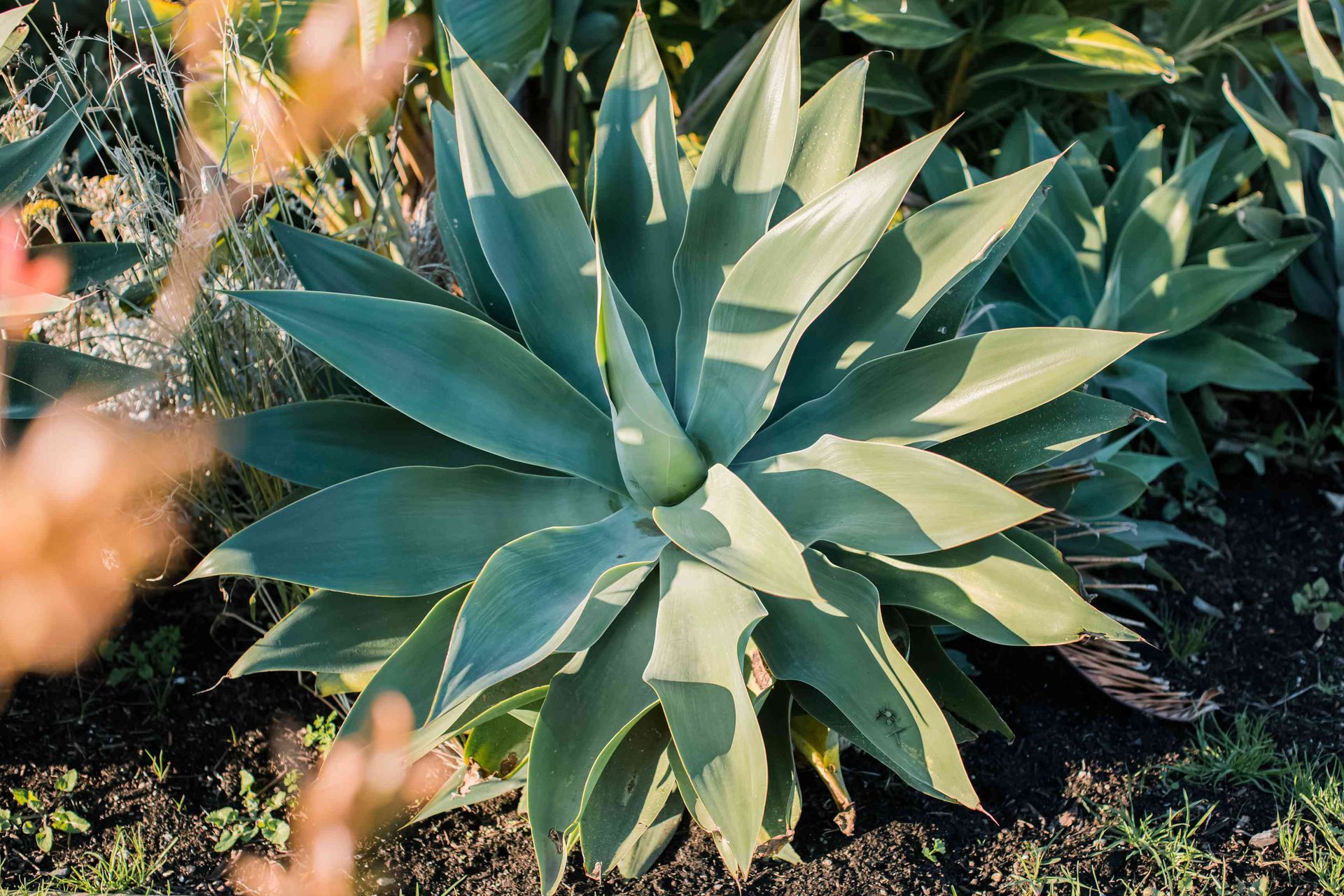 A close up of an agave plant in a garden