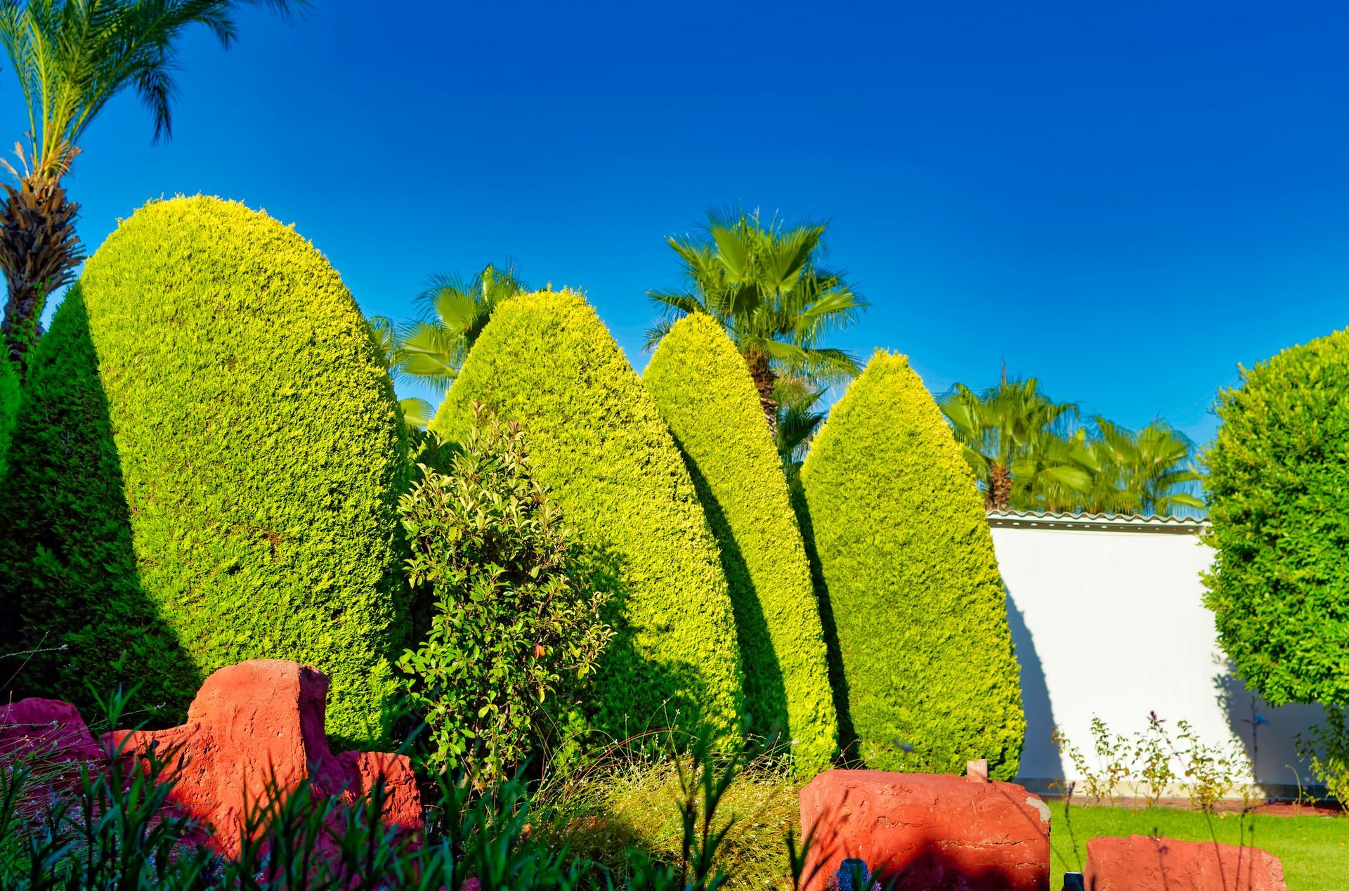 A Sharp, vibrant Arizona yard featuring evergreen shrubs, agave, and cypress trees in warm morning l