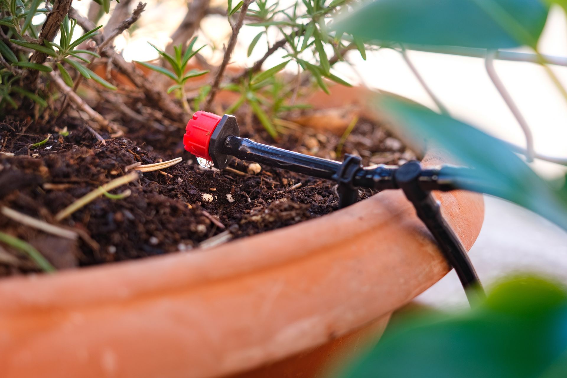 A close up of a drip irrigation system in a potted plant.