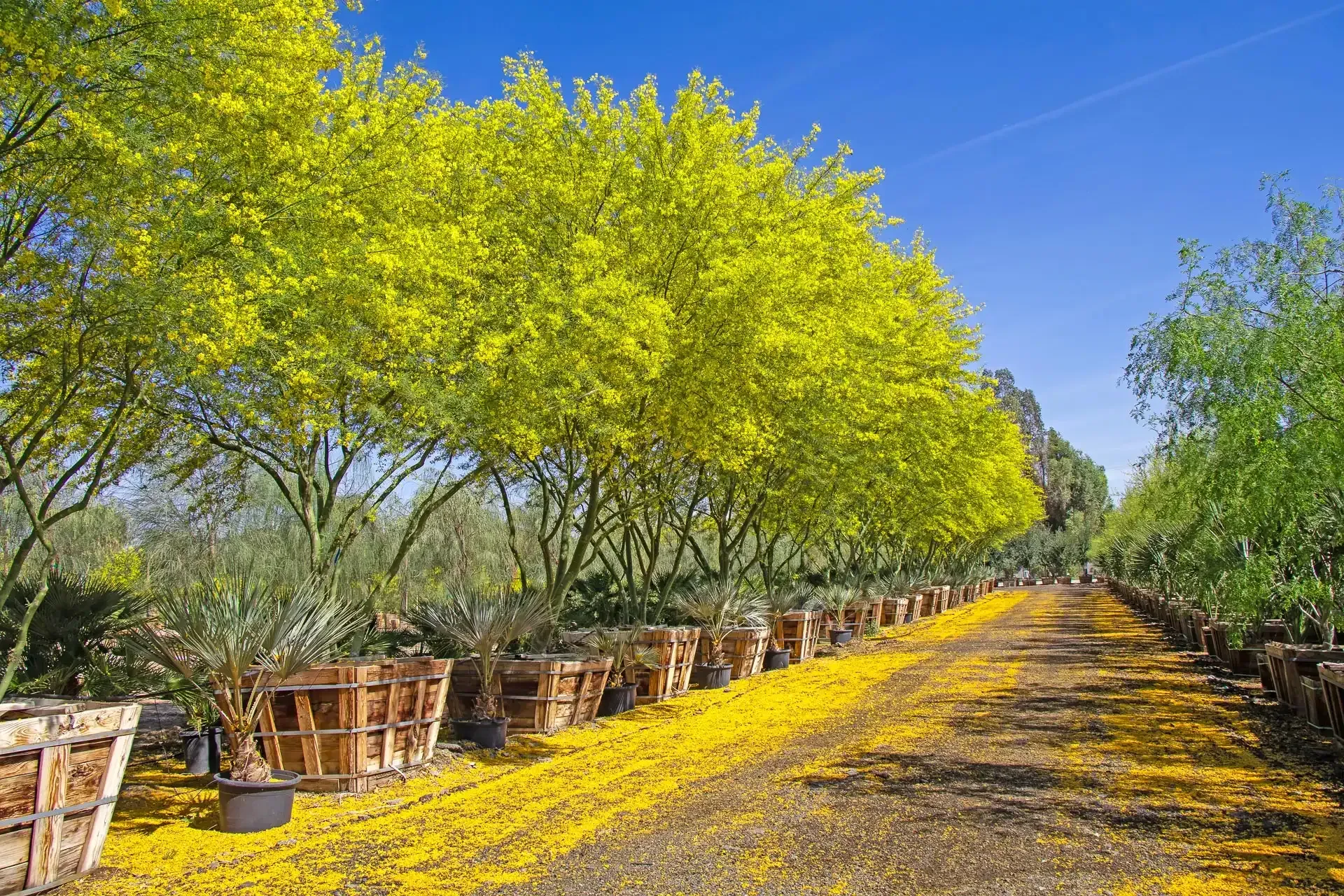 Trees with bright color leaves.