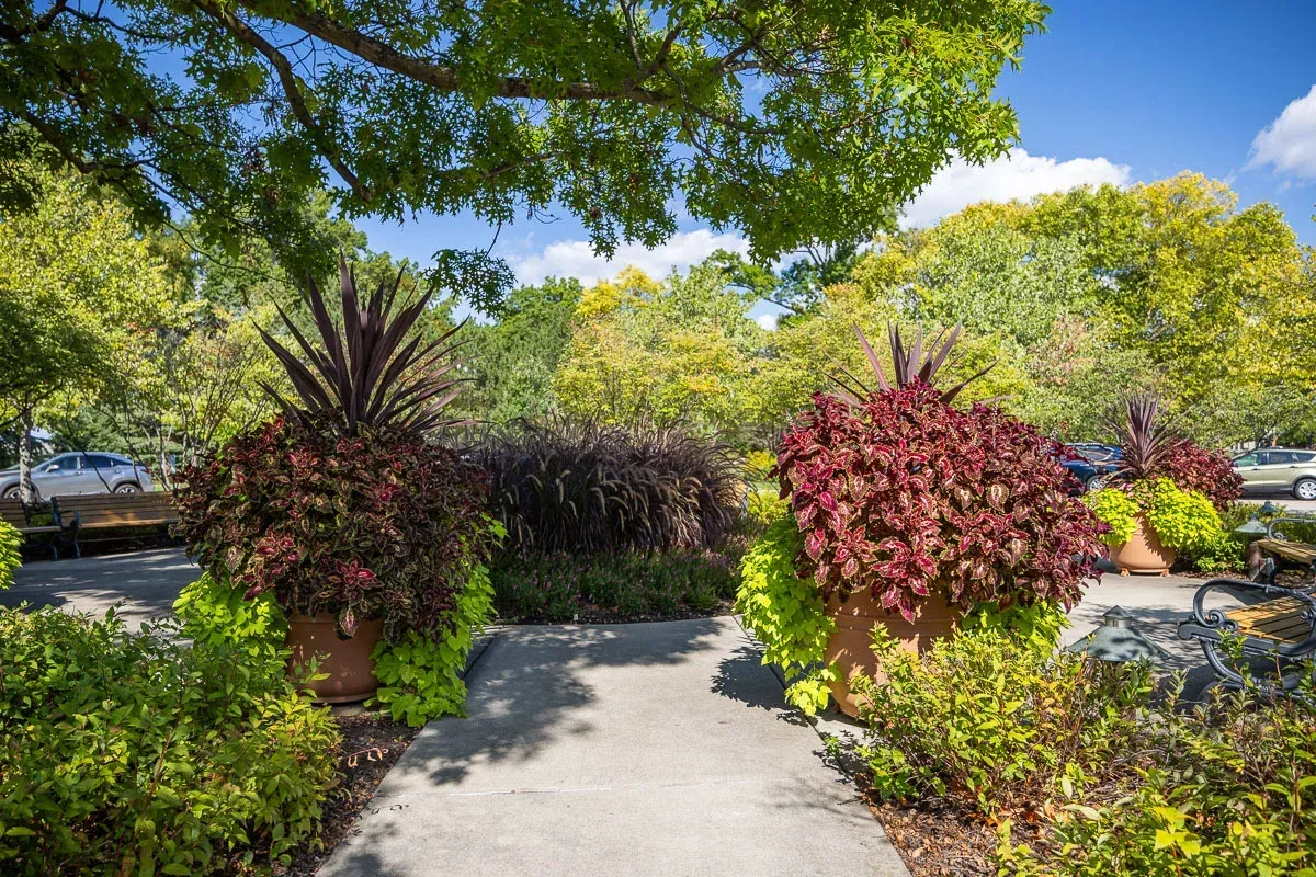 Beautiful plants on big pot.