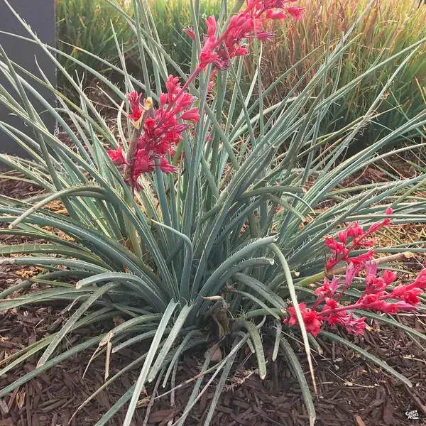 Plant with long leaves and red flower.