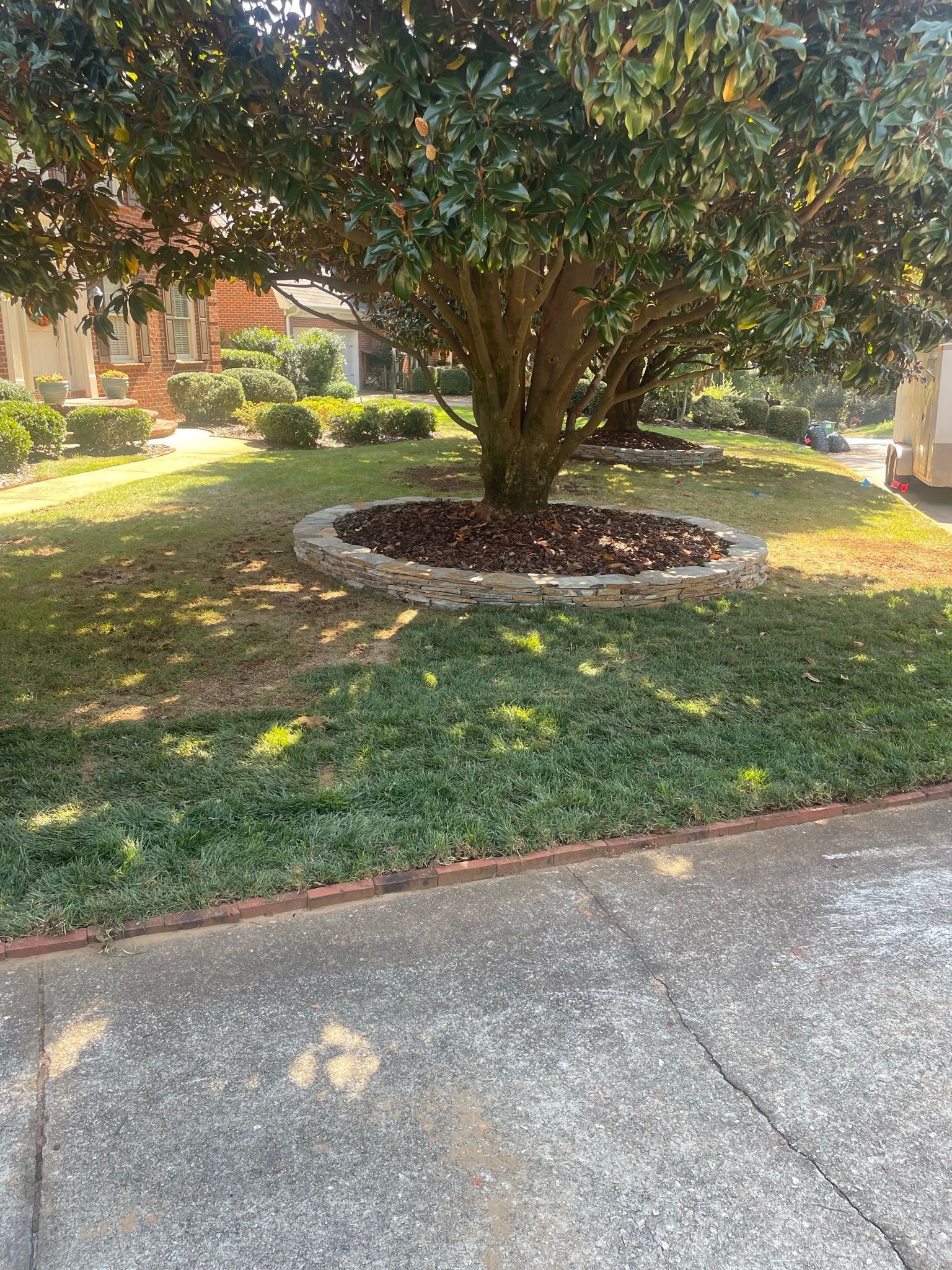 A tree in the middle of a lush green yard next to a driveway.