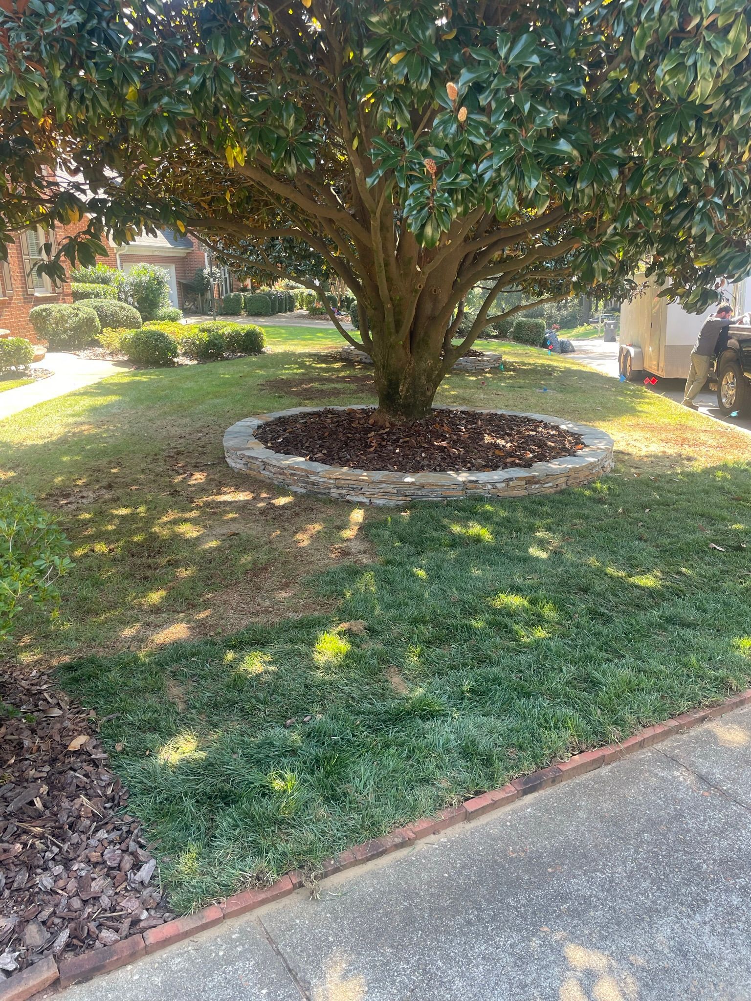 A large tree is sitting in the middle of a lush green lawn.