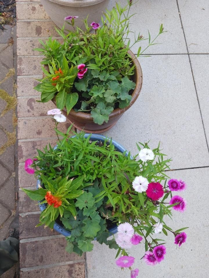 Two pots of flowers are sitting on a brick sidewalk