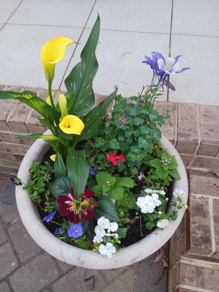 A potted plant with yellow flowers and purple flowers