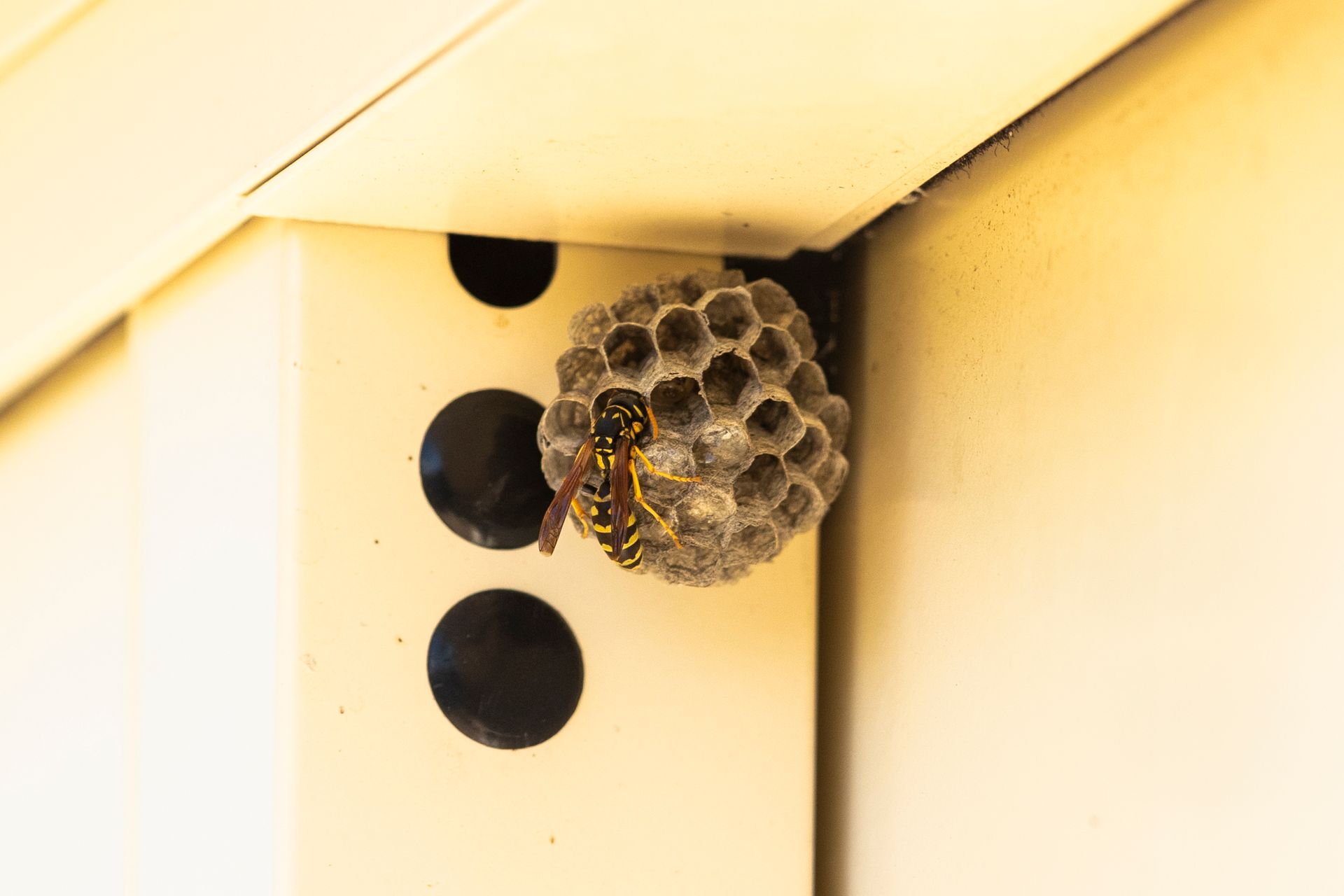 Wasp nest in a house.