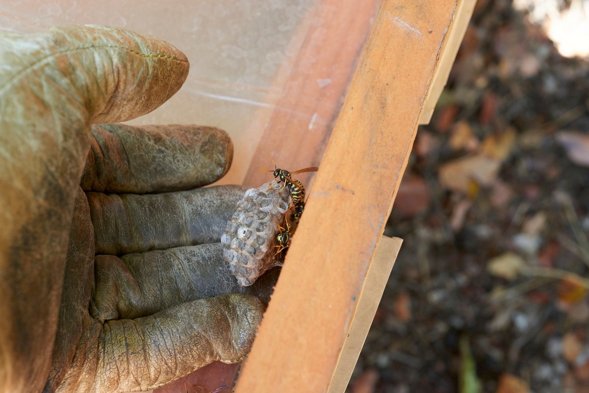 A man removing a wasp nest.