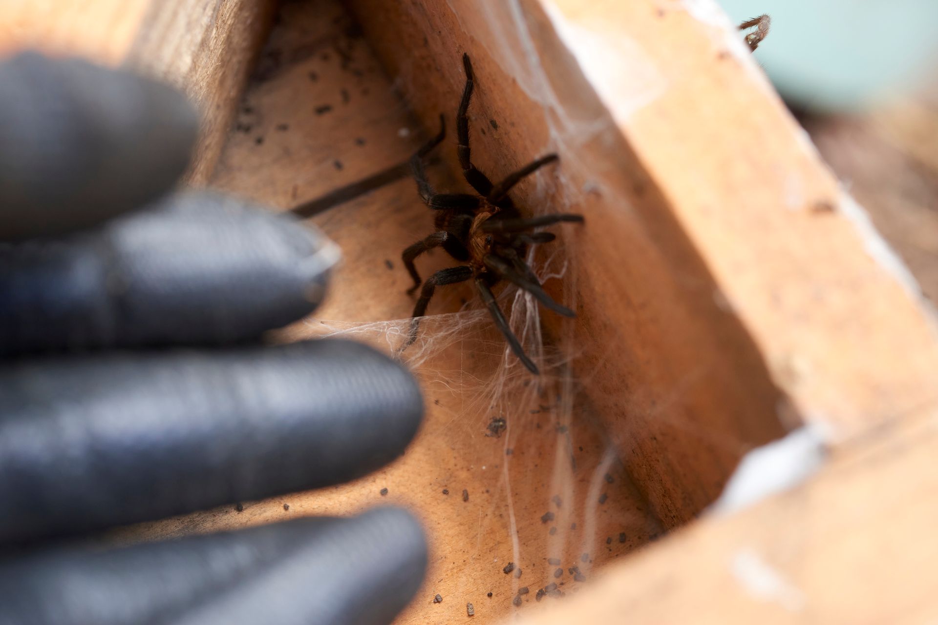 Gloved hand near a spider on its web inside a wooden corner.