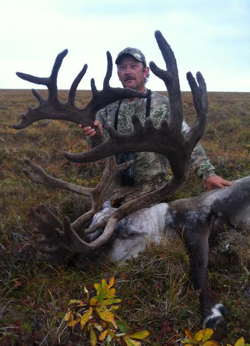beautiful bull caribou harvested on a hunting trip in alaska