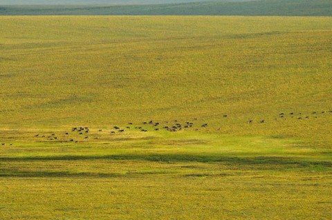 A flock of birds are flying over a grassy field.