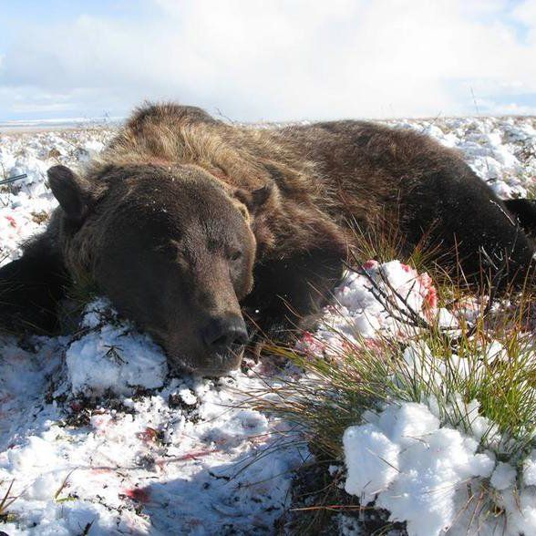 A brown bear is laying in the snow in a field