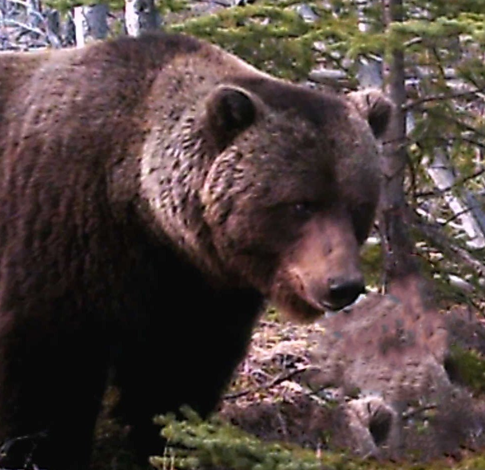 A brown bear standing in the woods looking at the camera