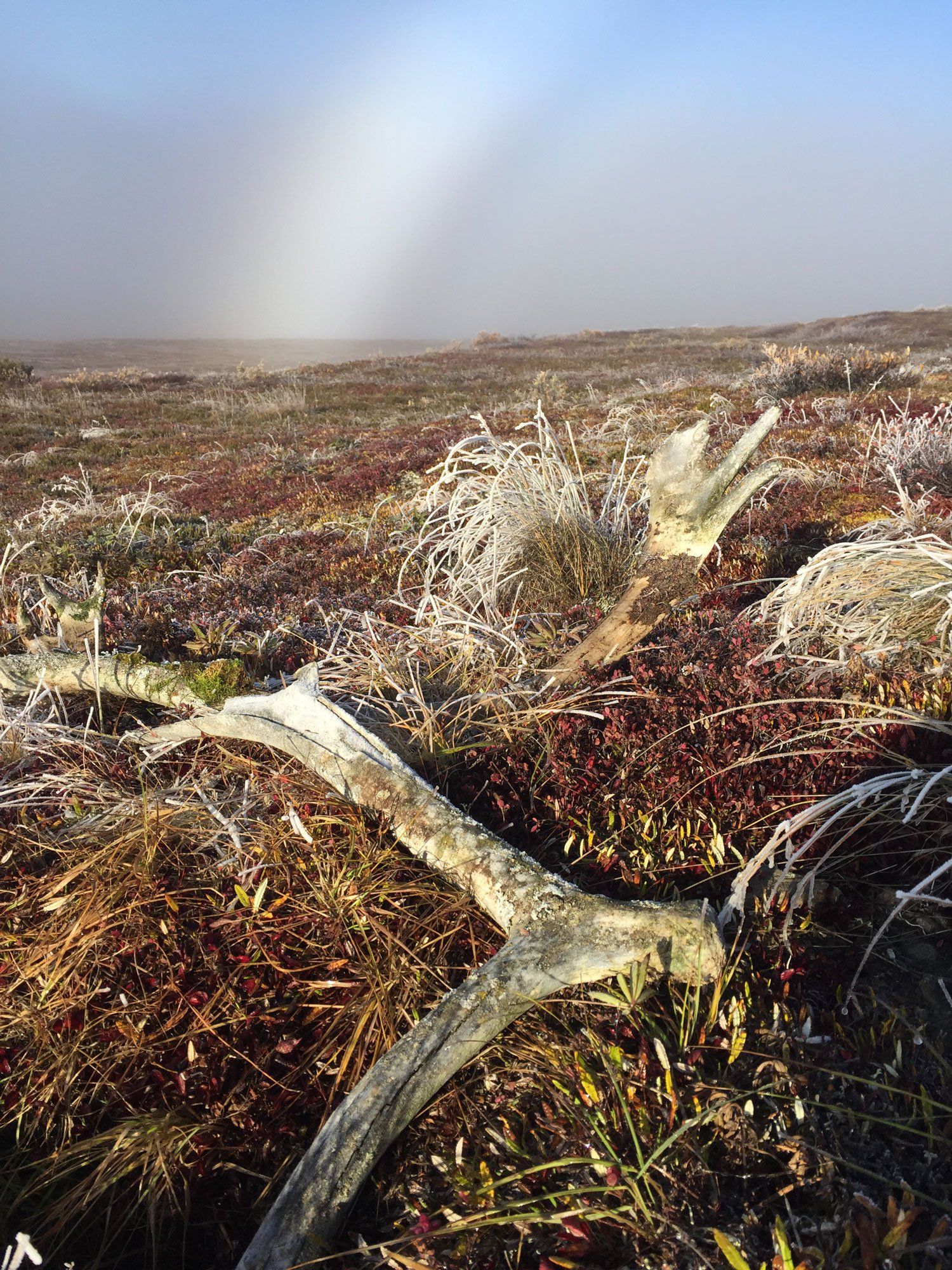 A tree trunk is laying in the middle of a field with a rainbow in the background.