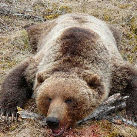 A brown bear is laying on its back in the grass with its mouth open.