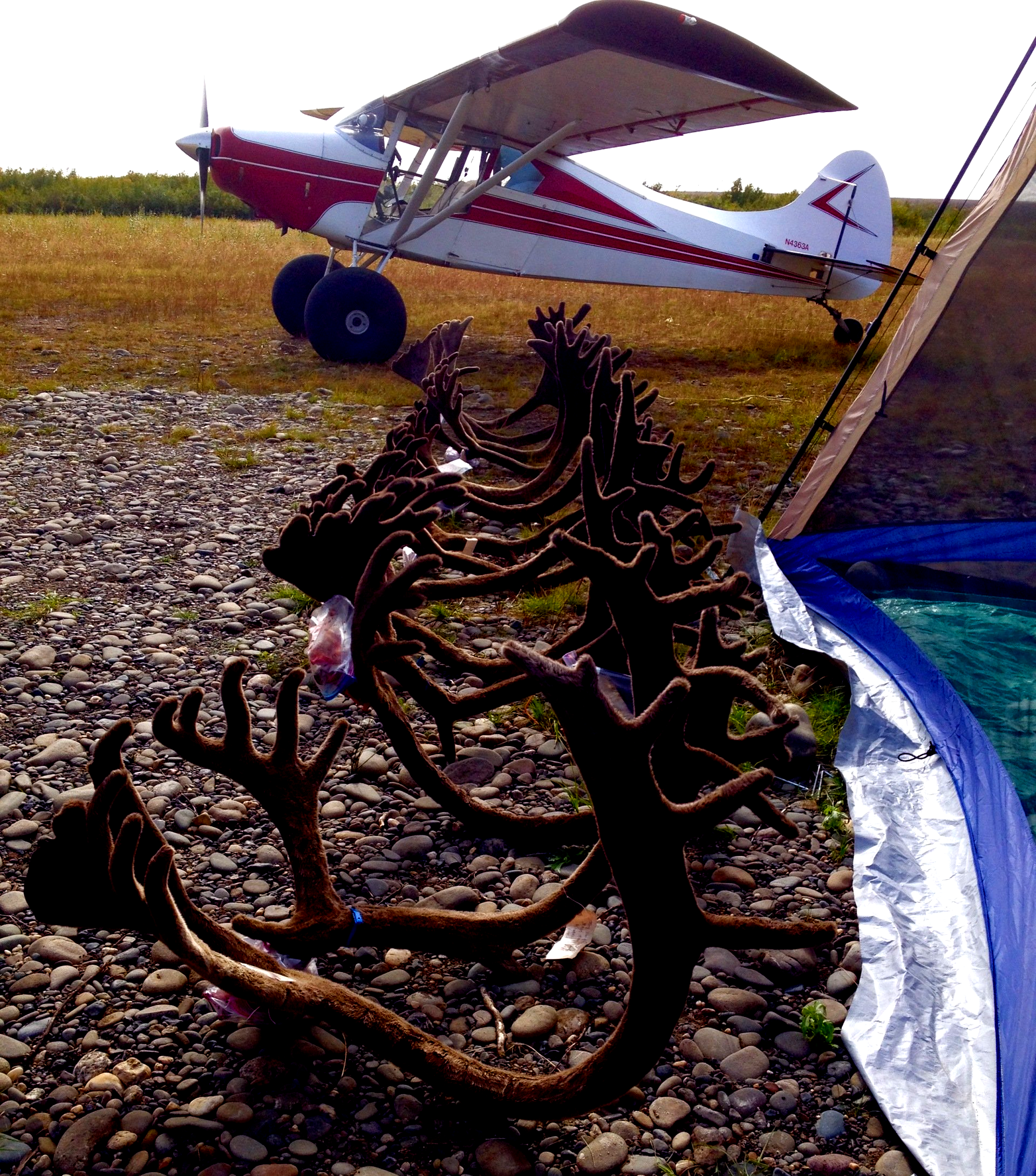A small plane is parked next to a skeleton of a deer