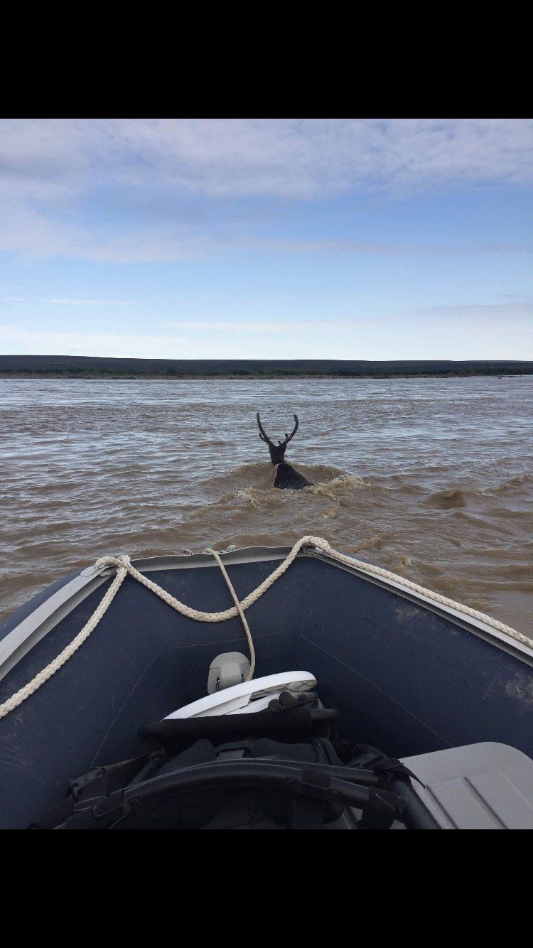 A moose is swimming in the water near a boat