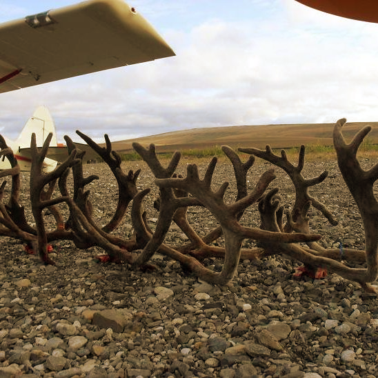 caibou antlers on a gravel bar next to a bush plane