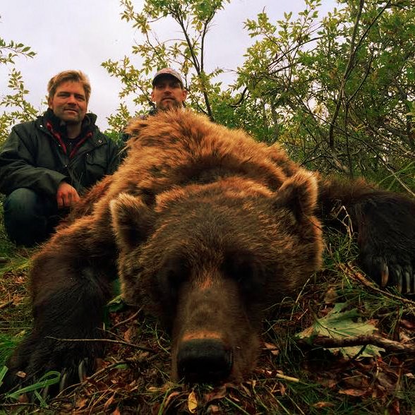 arctic grizzly harvested on guided hunt in alaskas arctic