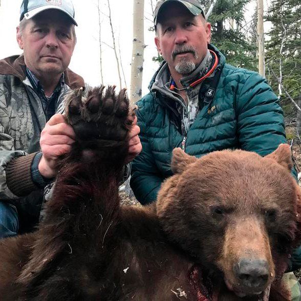 Two men are holding the paw of a brown bear