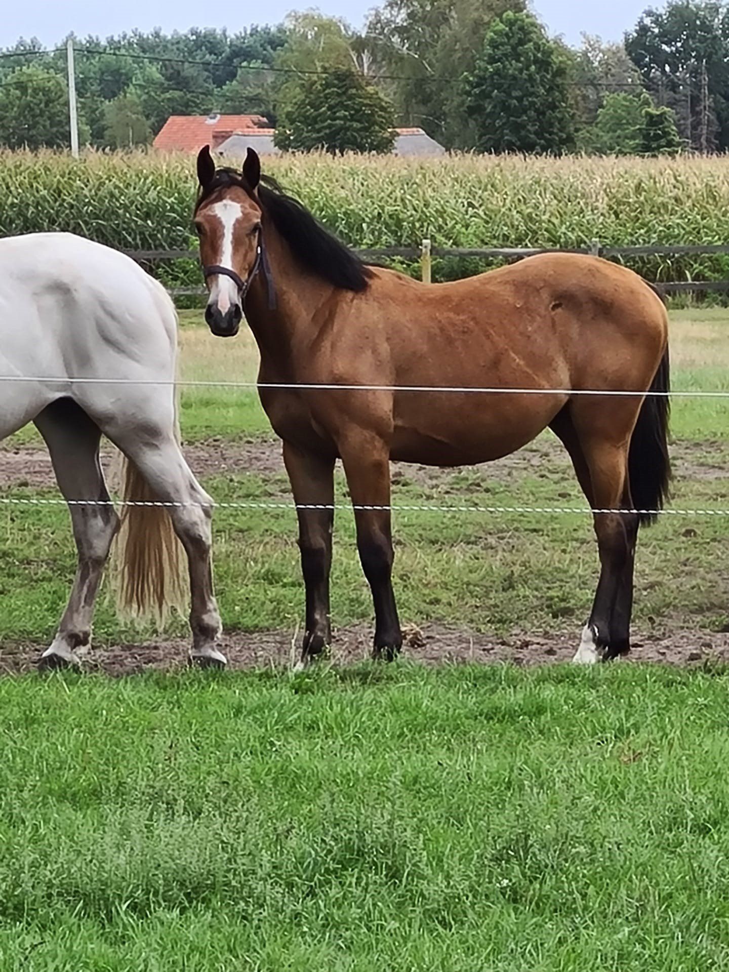 Cavalli di razza per la compravendita