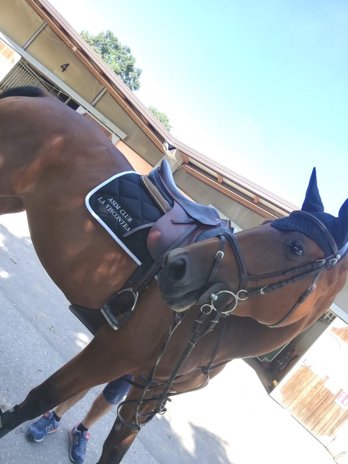 Cavallo per passeggiate