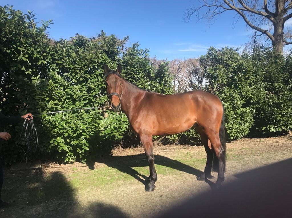 Cavallo per equitazione