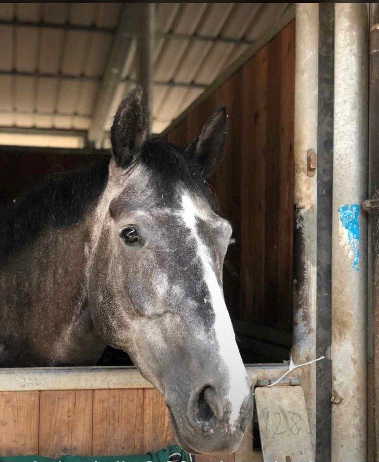 Maneggio con cavalli per la vendita