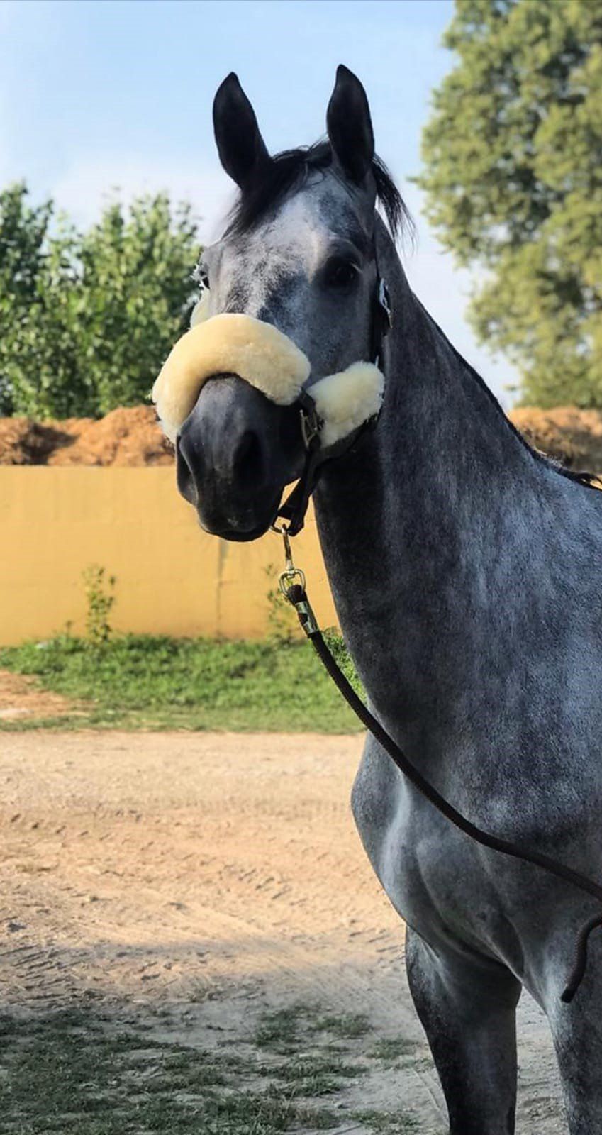 Un cavallo dal mantello grigio