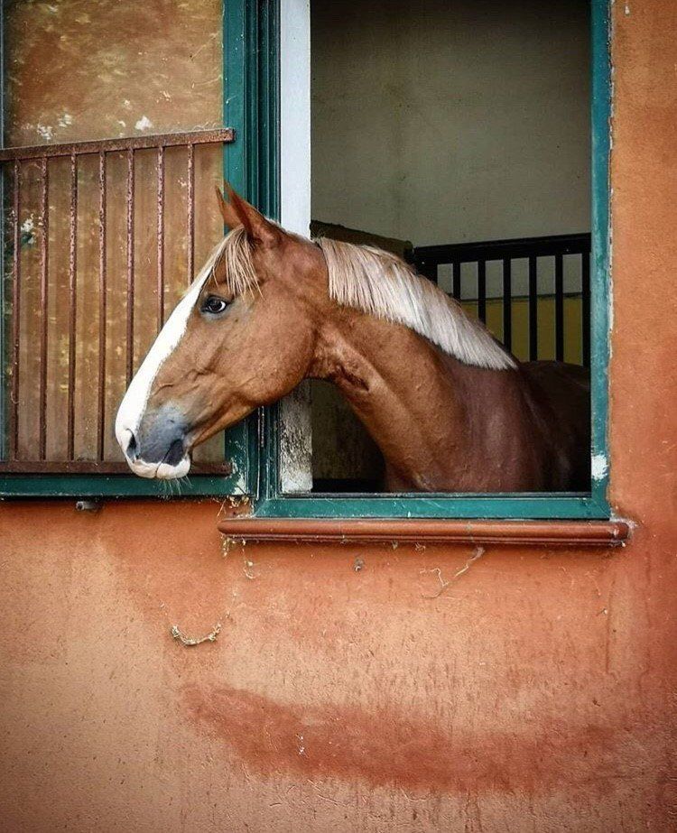 Un cavallo nel maneggio