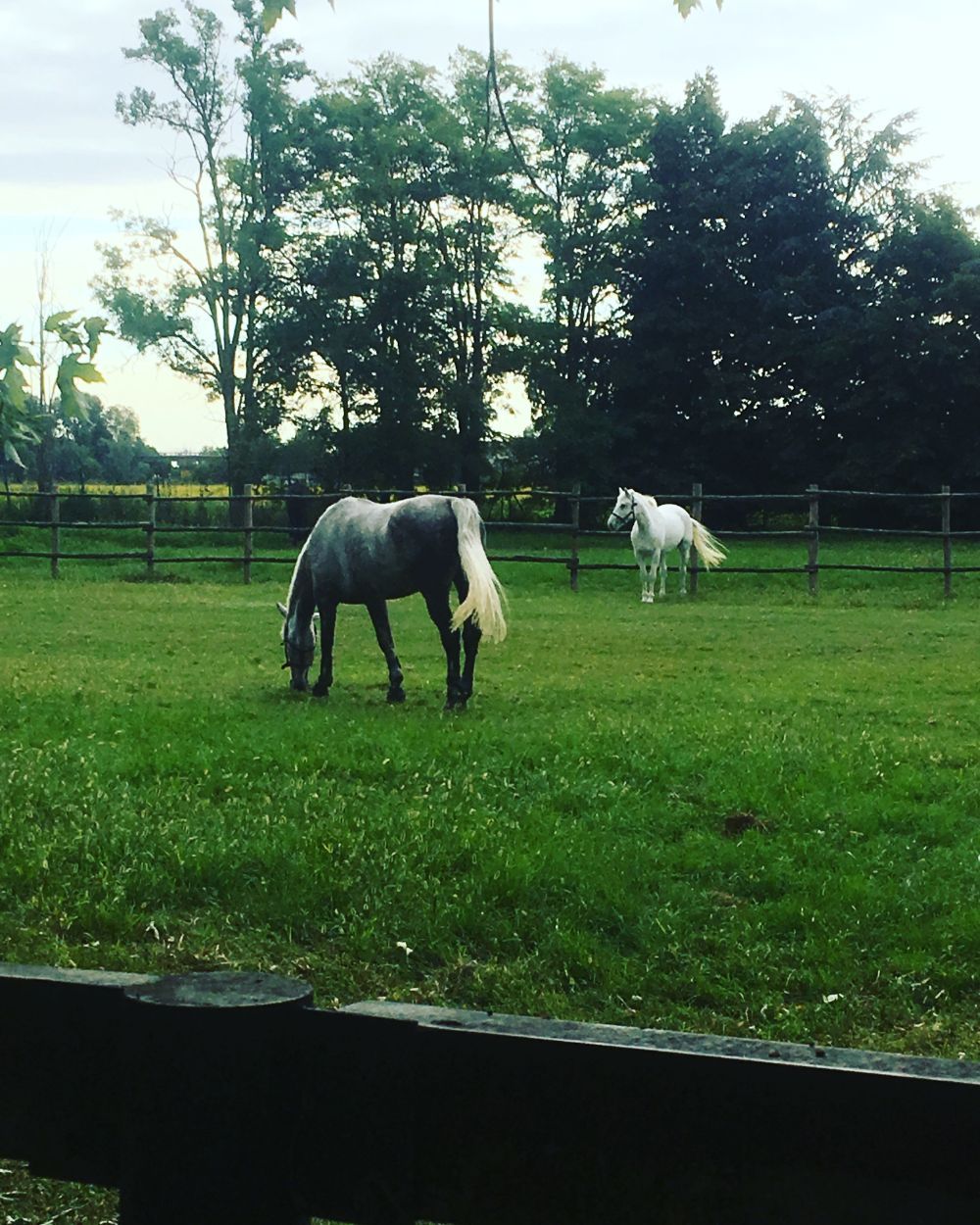 Cavalli di razza disponibili per vendita e affitto