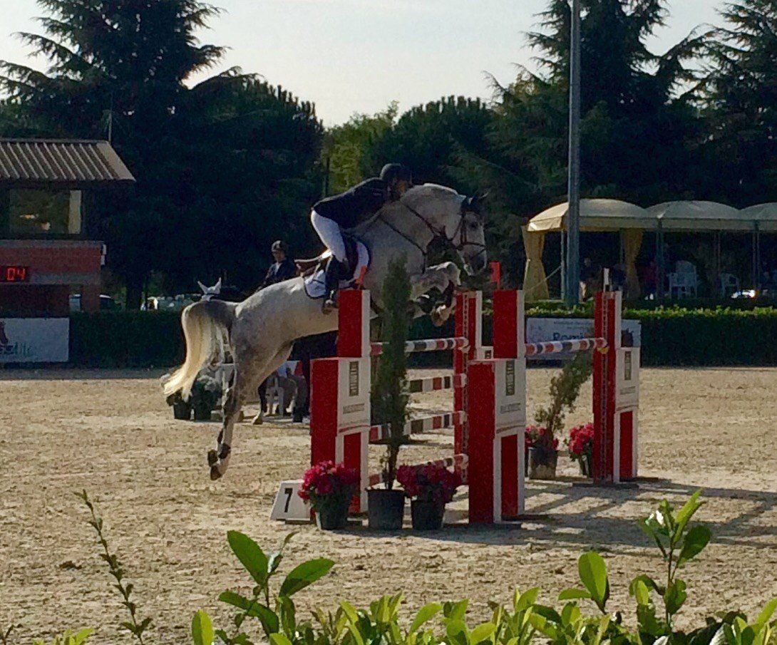 Cavallo per salto a ostacoli