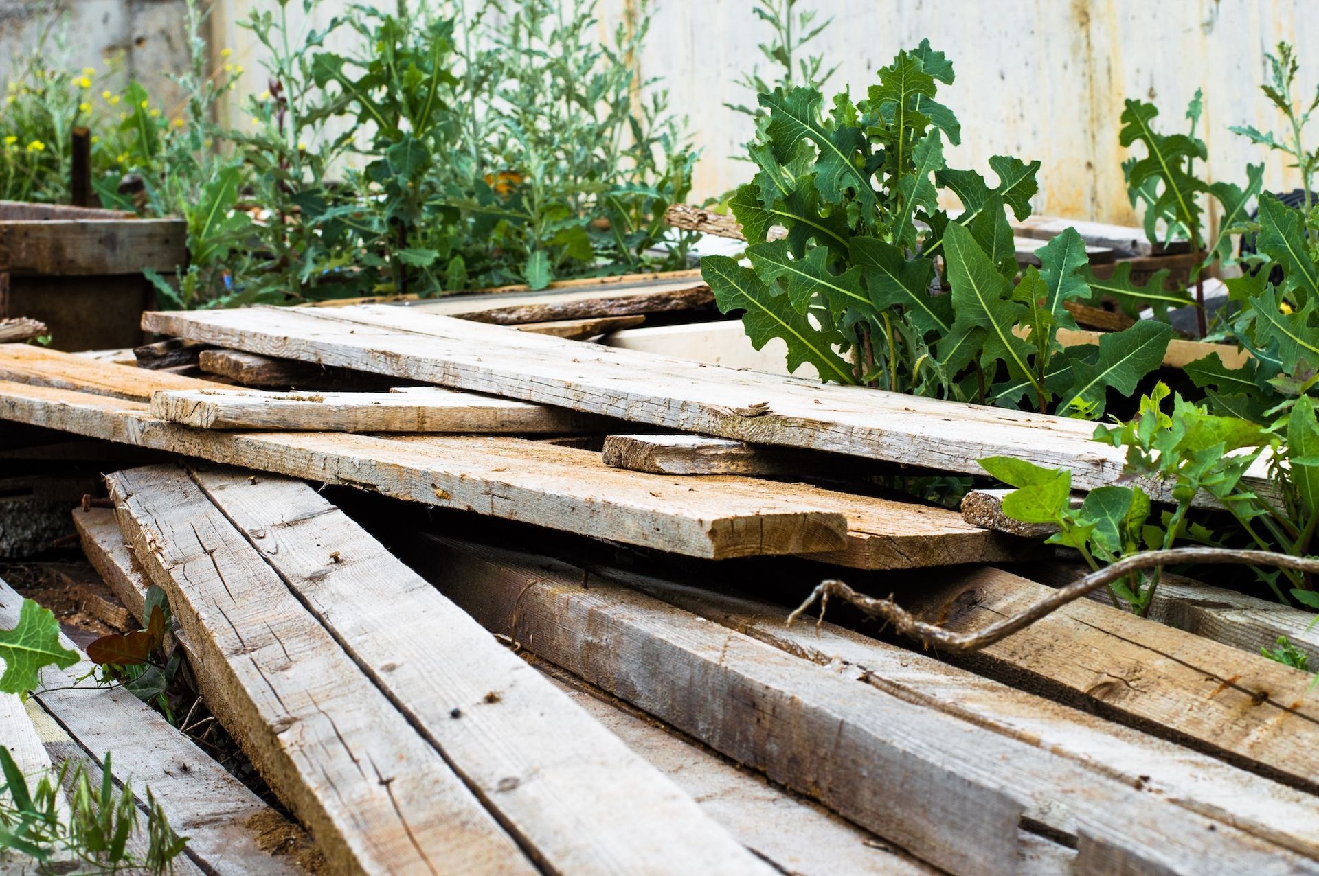 Pile of weathered wooden planks with weeds growing around them.