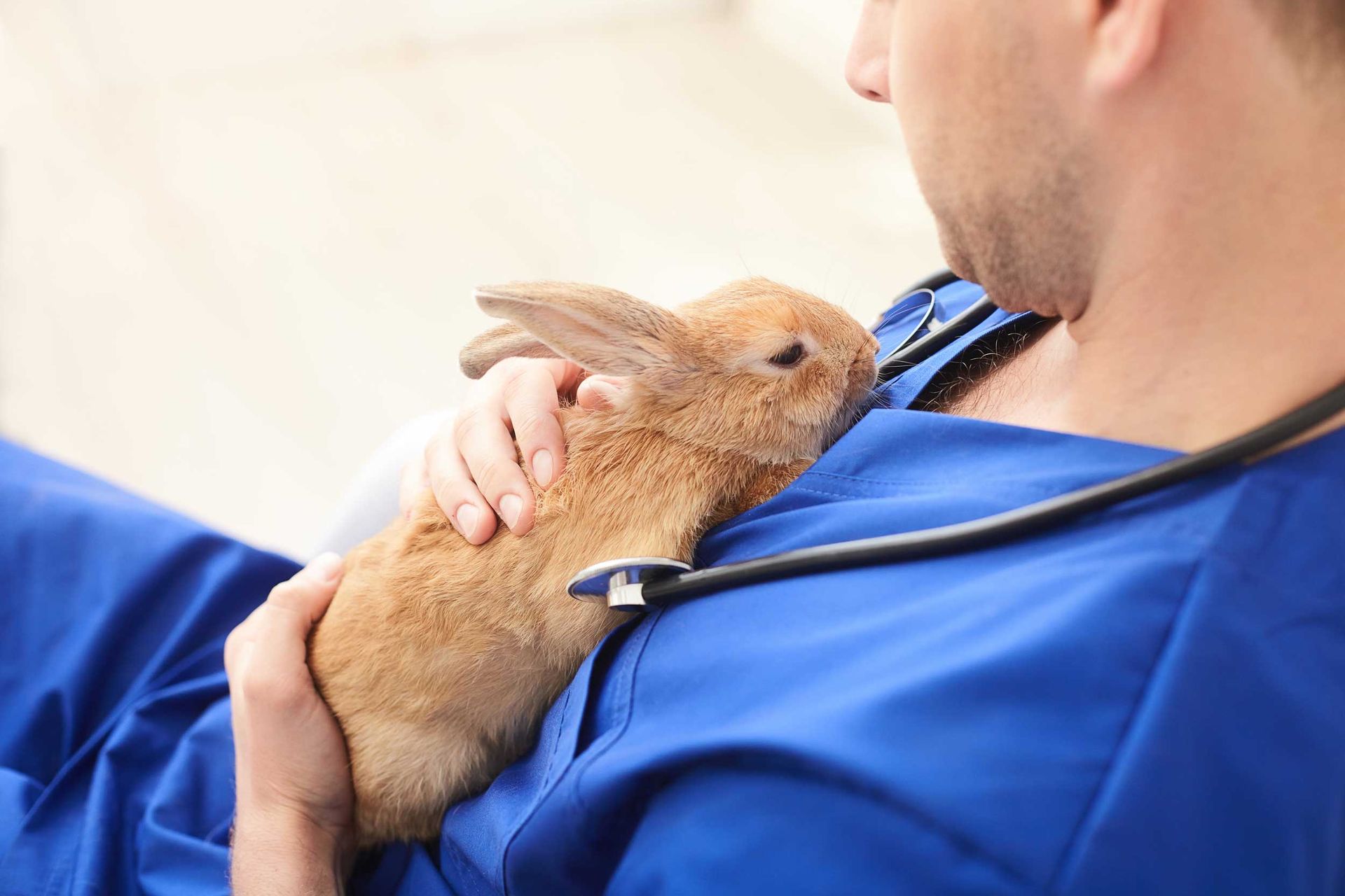 A professional veterinarian wearing a stethoscope is holding a sick rabbit to his chest.