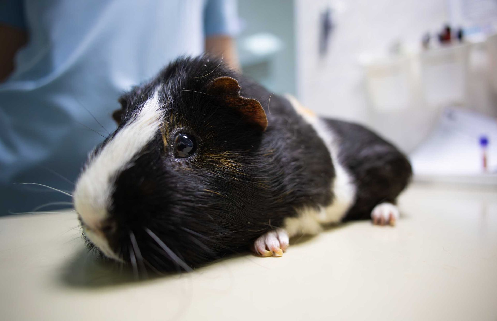 A close-up of a calico guinea pig lying on a table in a veterinary clinic.