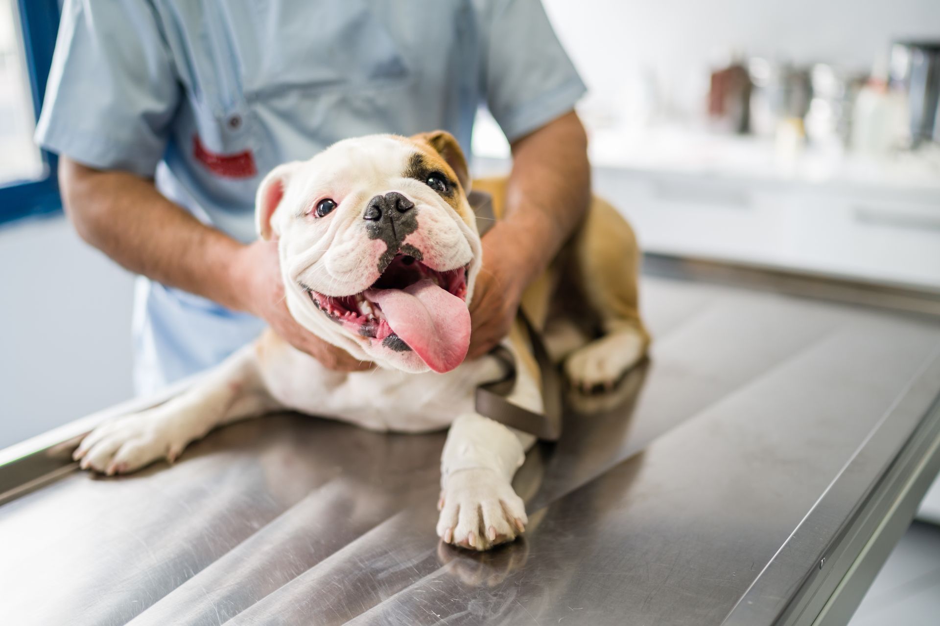 A cute dog on an operating table in the hands of a vet.