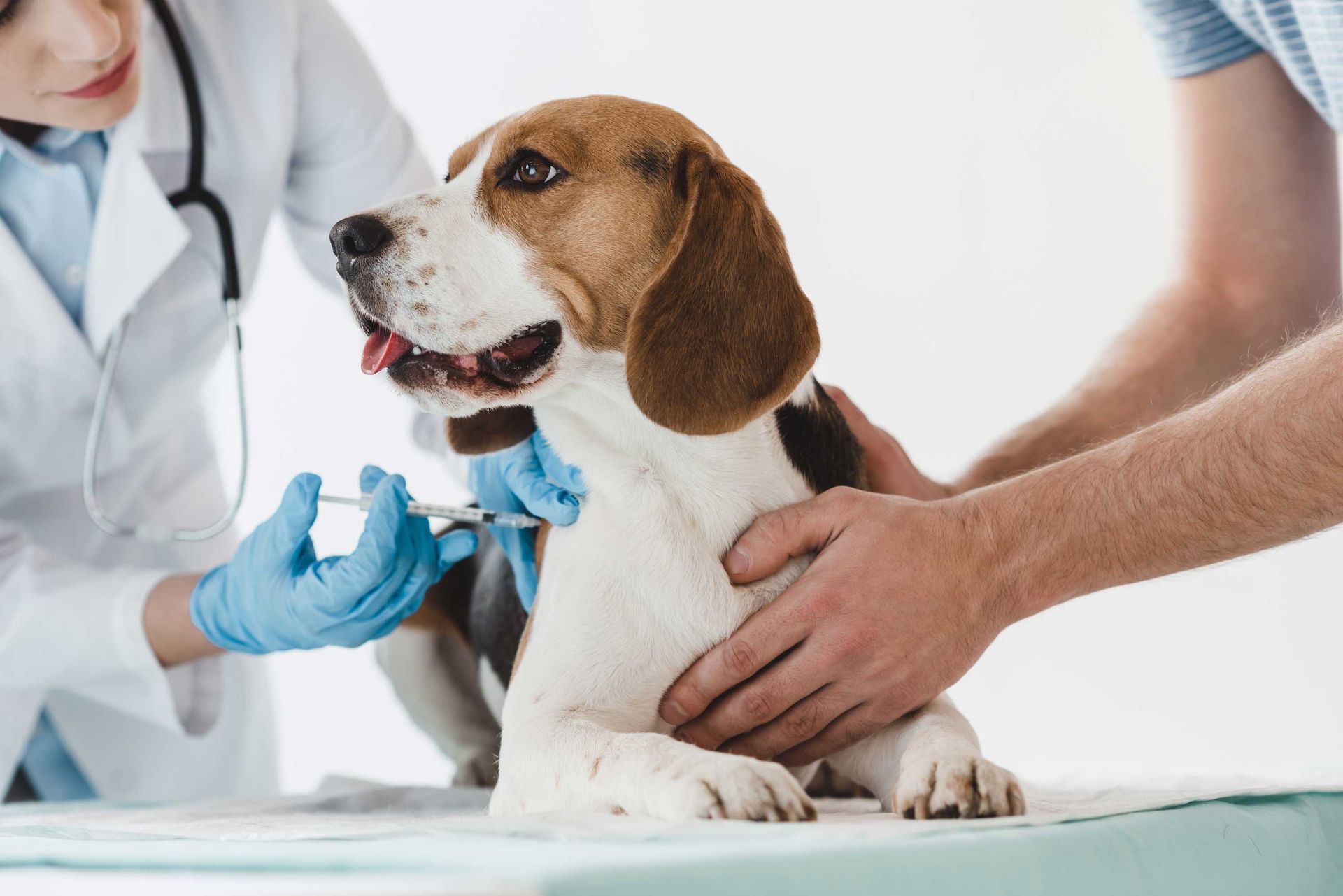 A Beagle dog being vaccinated by a female vet and being held by its owner.