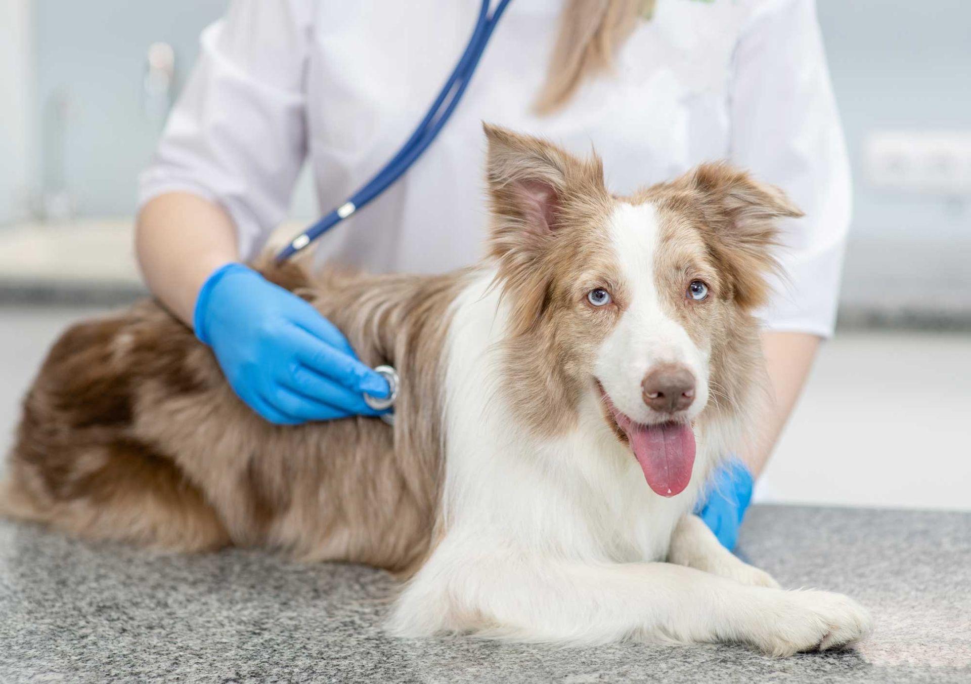 A vet is checking on an Australian Shepherd dog with a stethoscope.