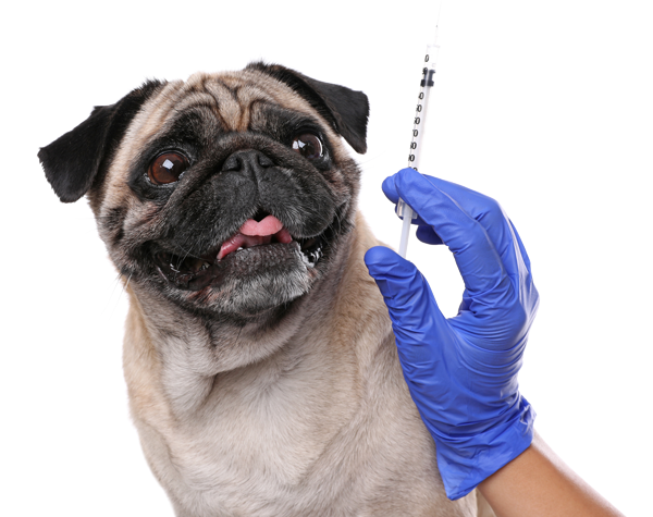 A pug looking up at a syringe held by a person wearing a blue medical glove against a white background.