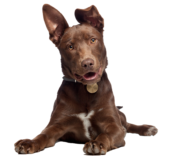 A brown dog with one upright ear and one folded ear, lying down against a white background.