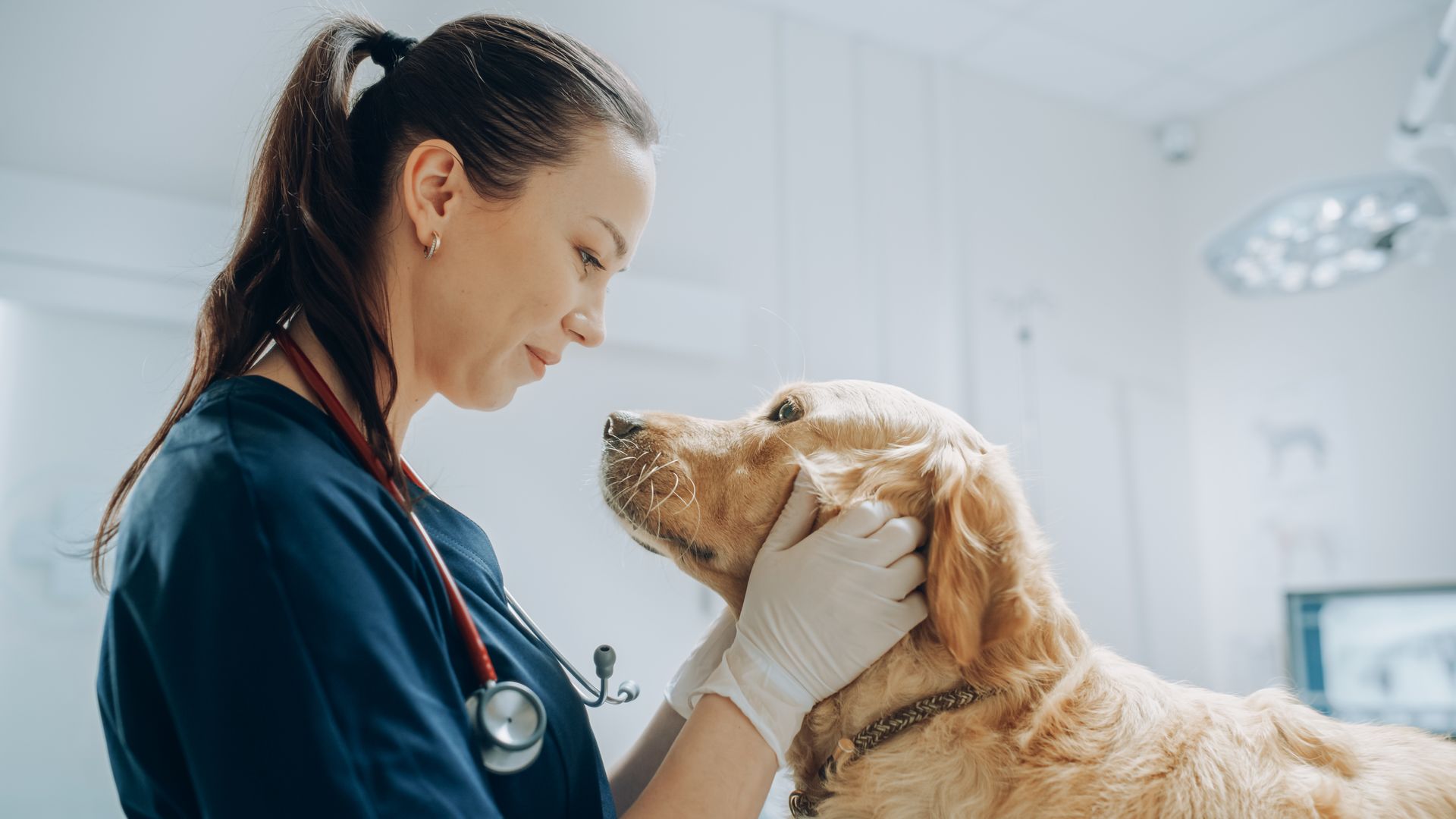 A veterinarian from a veterinary clinic, petting a noble Golden Retriever dog.