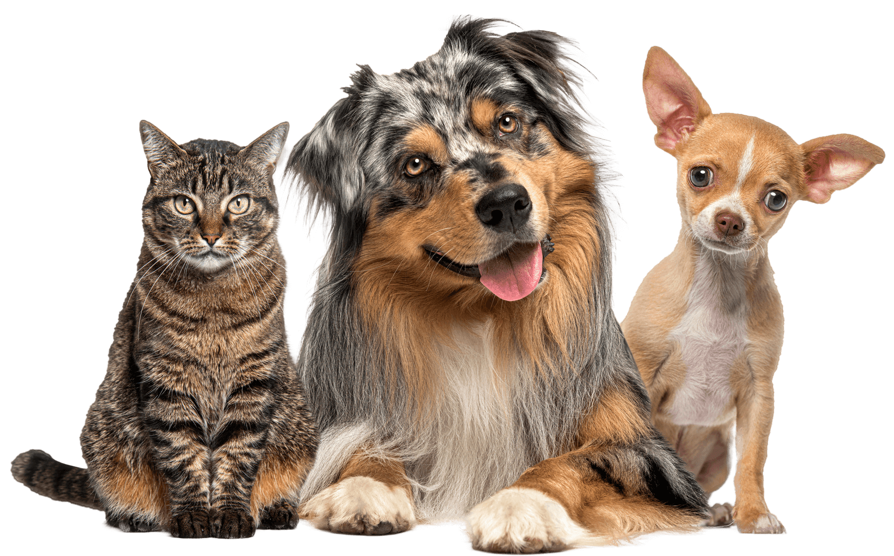 A dog, a cat and a chihuahua are sitting next to each other on a white background.
