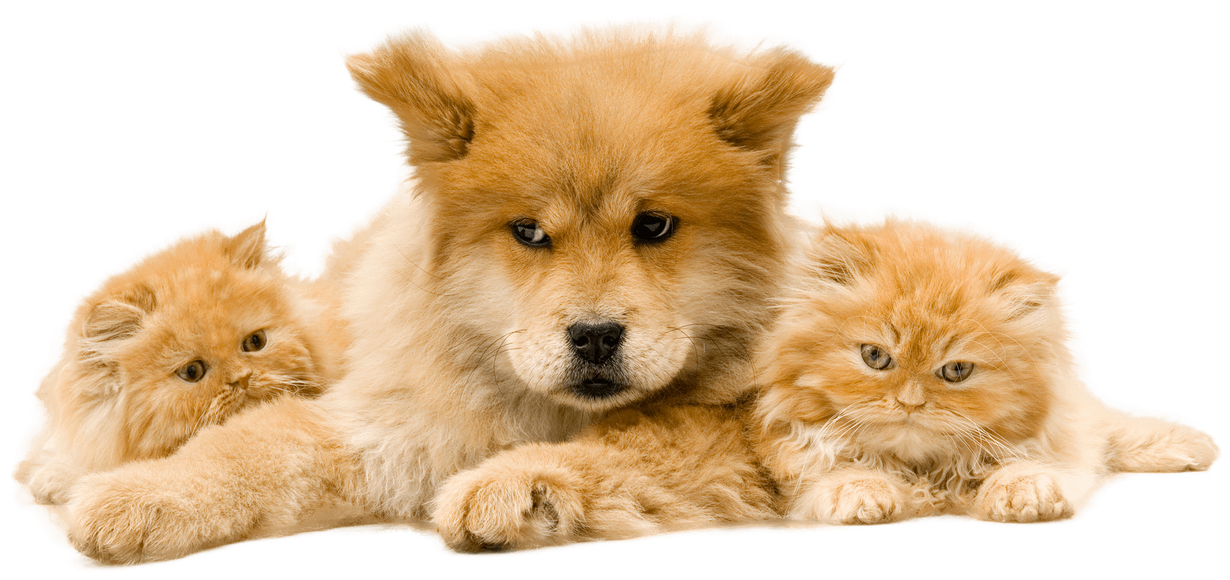 A dog and two kittens are laying next to each other.