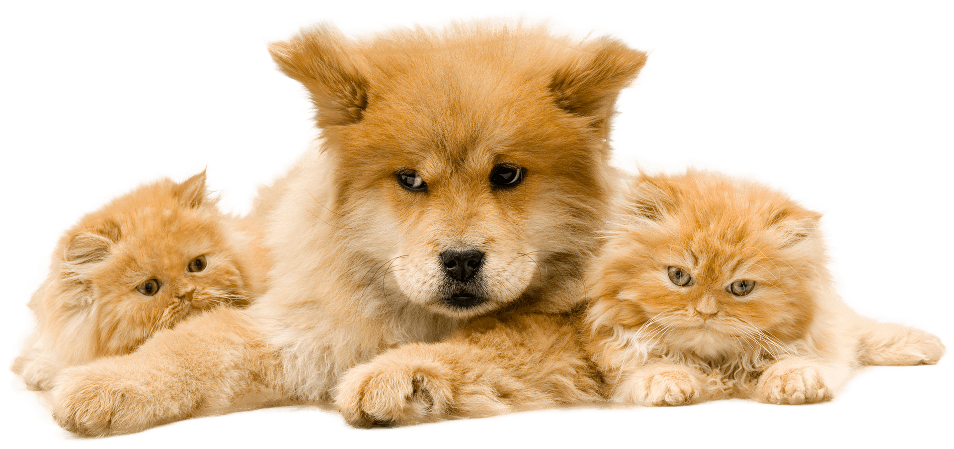 A dog and two kittens are laying next to each other.