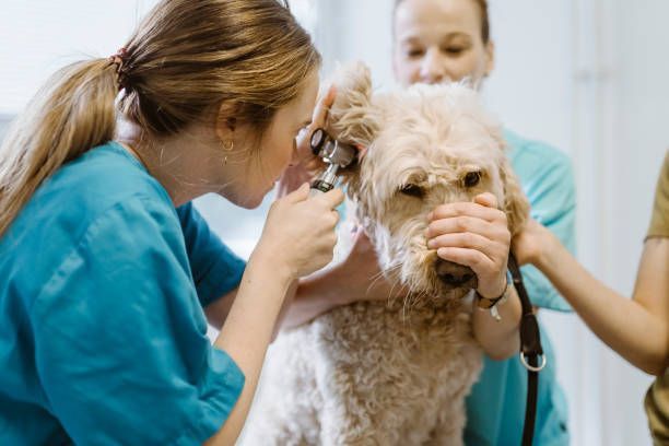 Vet performing ear exam on dog with medical tool during veterinary appointment.