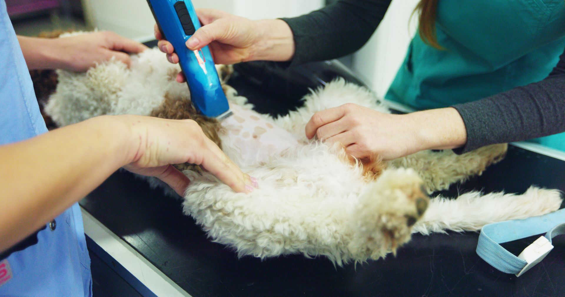 The veterinarian prepares the dog for the castration procedure